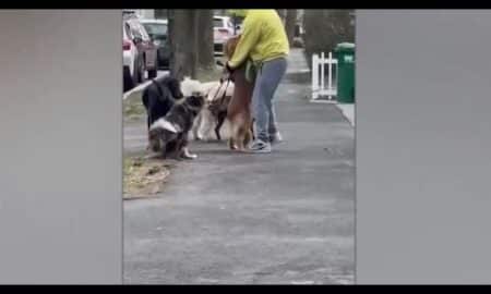 Dog Walker In Court To Face Animal Cruelty Charges