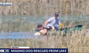 family rescues dog trying to stay afloat in a lake