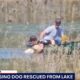 Family Rescues Dog Trying To Stay Afloat In A Lake