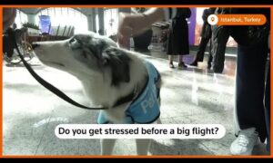 Therapy Dogs Comfort Passengers At Istanbul Airport | Reuters