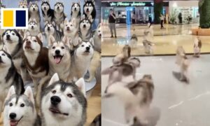 100 huskies escape from pet cafe in China