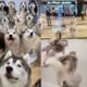 100 Huskies Escape From Pet Cafe In China