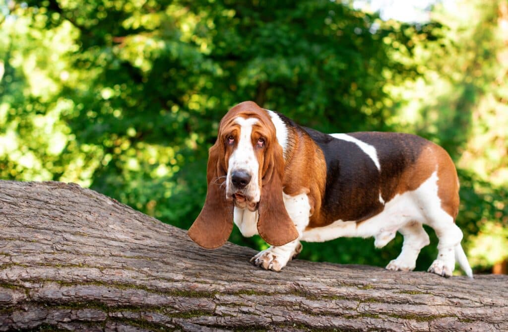 A Basset Hound Dog Stands Sideways On A Wooden Log Against A Background Of Trees.