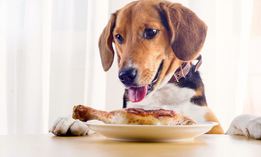 Here Are 10 Popular Human Food That Are Making Our Dogs Fat According To A Recent Study