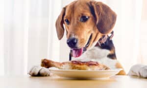 Beagle Dog Looking To Roasted Chicken Leg On White Plate