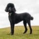 Black Standard Poodle Standing In The Grass
