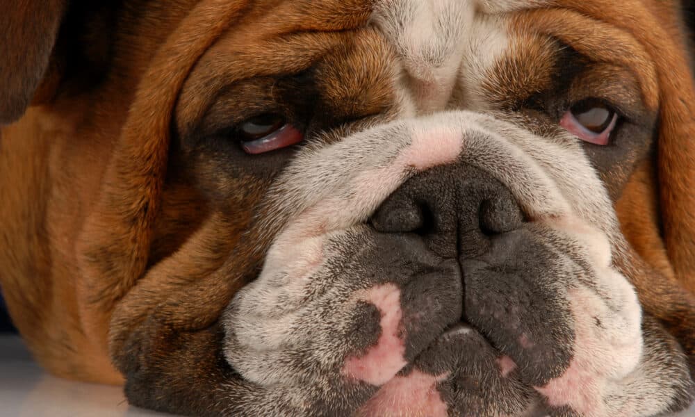 Close Up English Bulldog With Sad Droopy Eyes