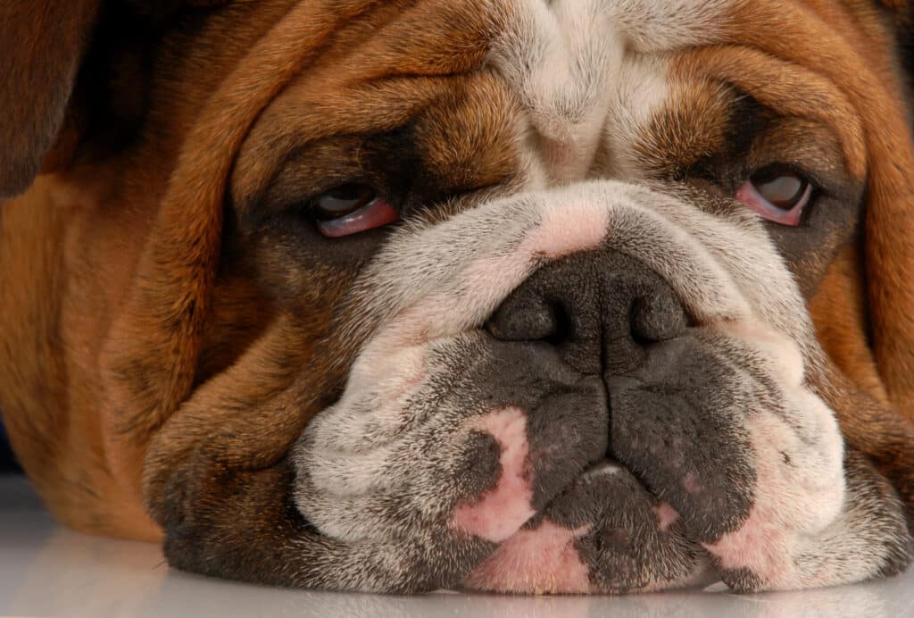 Close Up English Bulldog With Sad Droopy Eyes