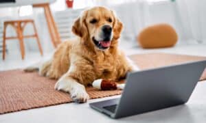 Curious Fluffy Dog Lying On Floor At Living Room And Looking On Wireless Laptop Screen