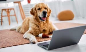 Curious fluffy dog lying on floor at living room and looking on wireless laptop screen