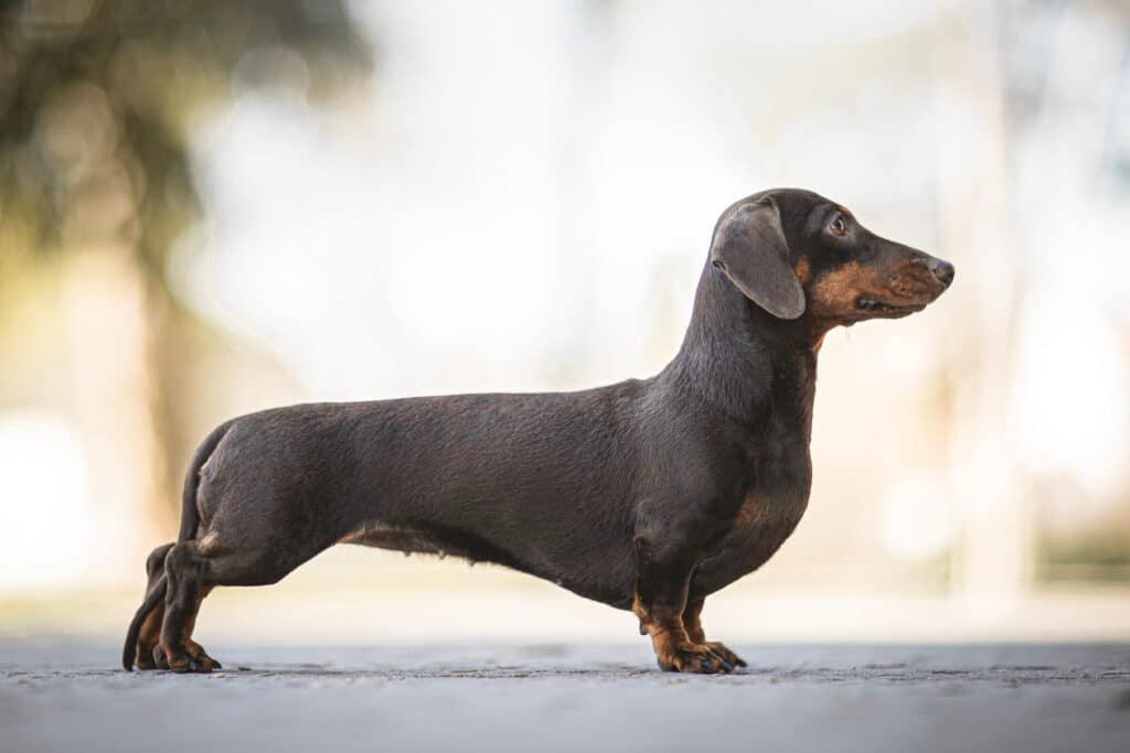 Deep Chested Dachshund Side View