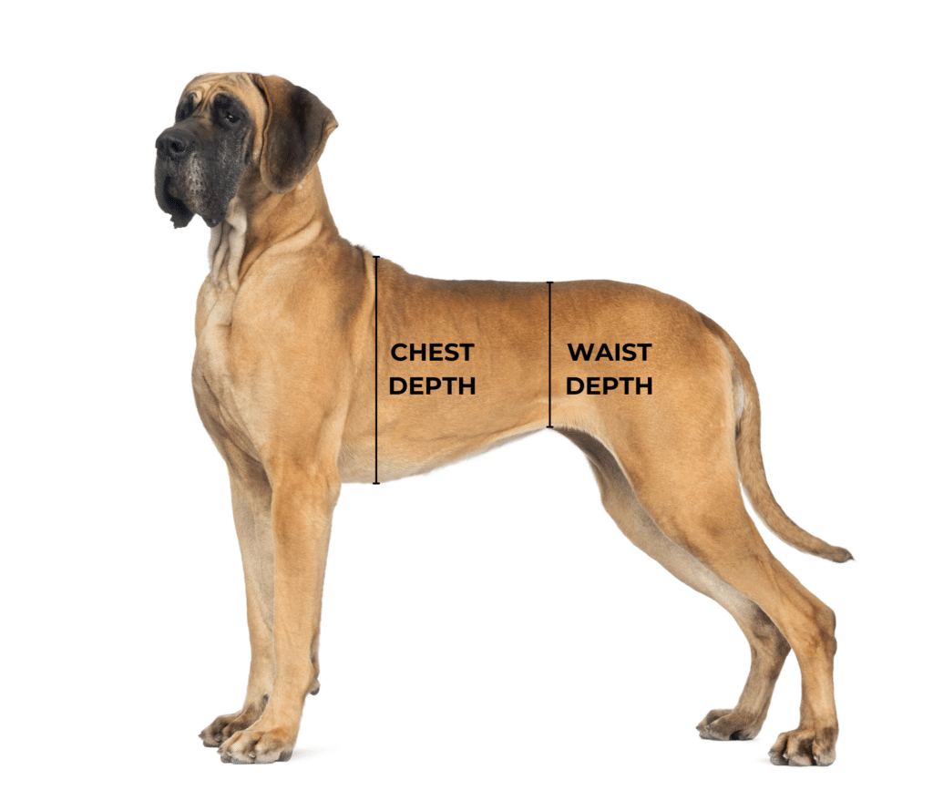 Deep Chested Dog Example