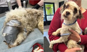 Dog found wrapped in duct tape gets rescued