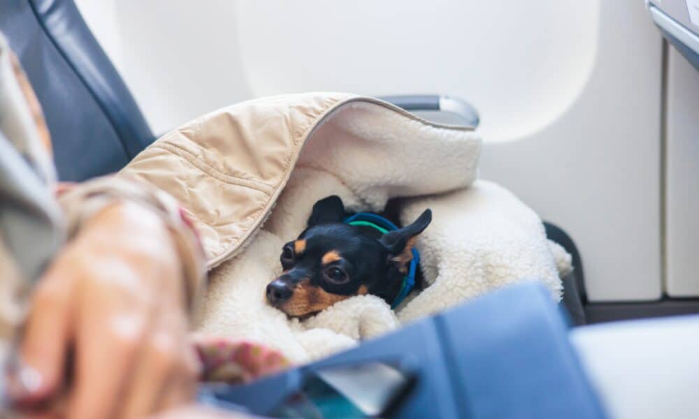 Dog In The Aircraft Cabin Near The Window During The Flight
