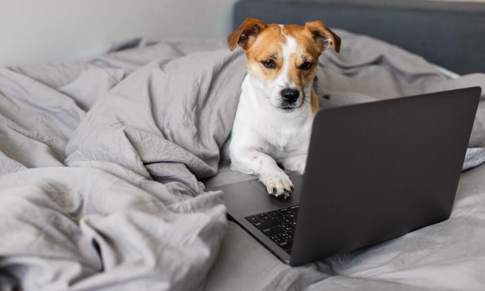 Dog On Bed With A Laptop