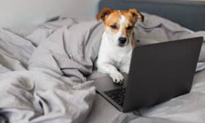 Dog on bed with a laptop