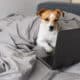 Dog On Bed With A Laptop