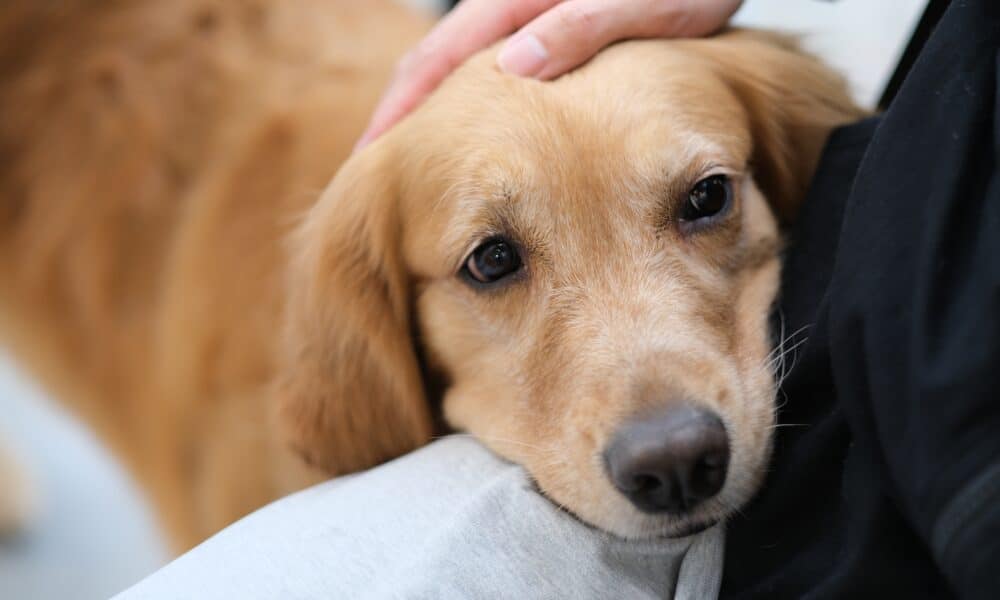 Golden Retriever Dog Putting Head On Owner'S Lap. Owner'S Hand Stroking Pet Puppy