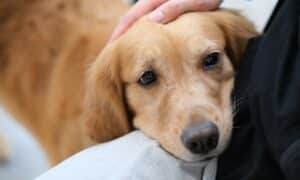Golden Retriever dog putting head on owner's lap. Owner's Hand stroking pet puppy