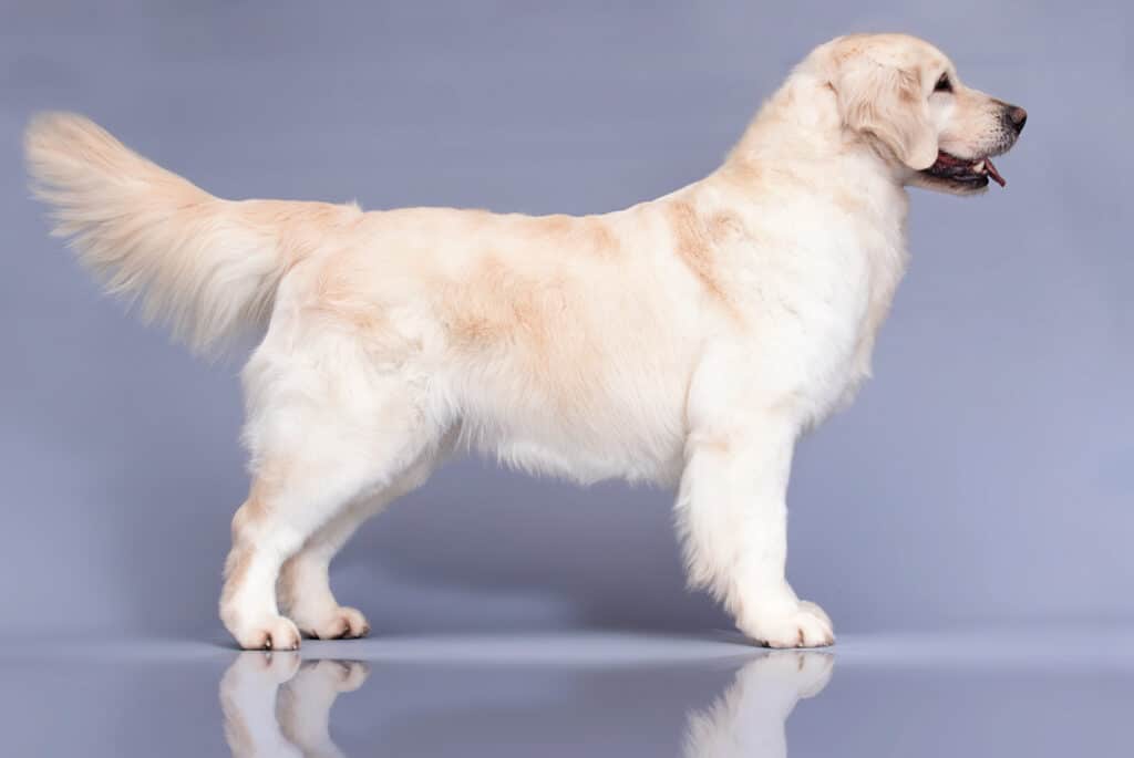 Golden Retriever Dog Standing Sideways