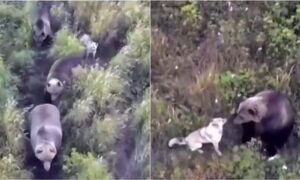 Husky seen hanging out with a family of bears