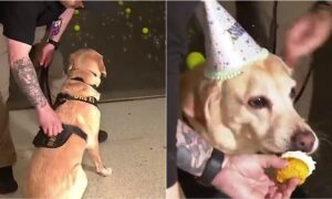 Messi the TSA k9 at his surprise retirement party