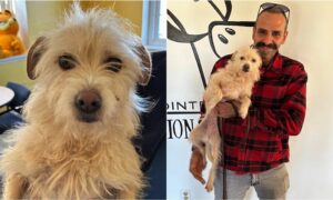 Mishka the dog reunited with her owner