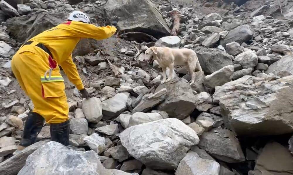 Roger The Dog Looking For Quake Victims