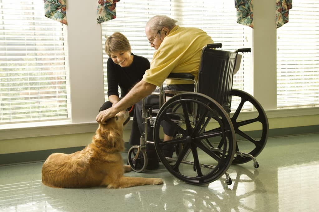Therapy Dog Is Pet By An Elderly Man In A Wheelchair And A Younger Woman