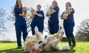 Trigger the Golden Retriever with his last litter of puppies