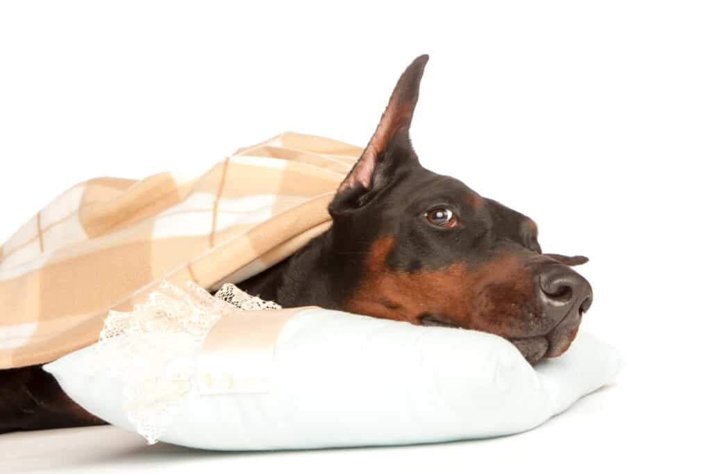 Very Sick Dog Under A Blanket 