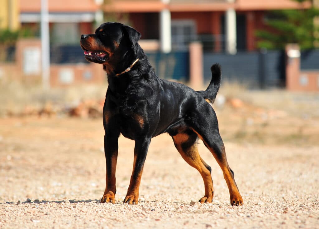 A Strong Rottweiler Dog In The Field