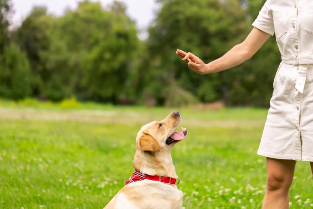 A Young Girl Gives A Treat To A Labrador Dog In The Park