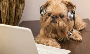 dog with headphones sits in front of a laptop