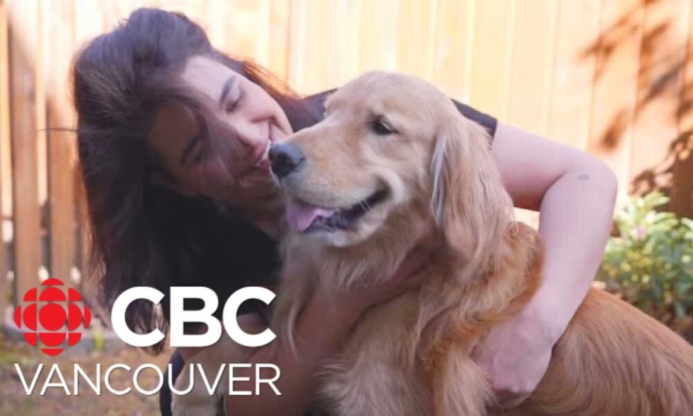 B.C. Judge Orders Shared Custody Of Pet Dog Under New Law