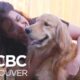 Judge Orders Shared Custody Of Pet Dog Under New B.c. Law