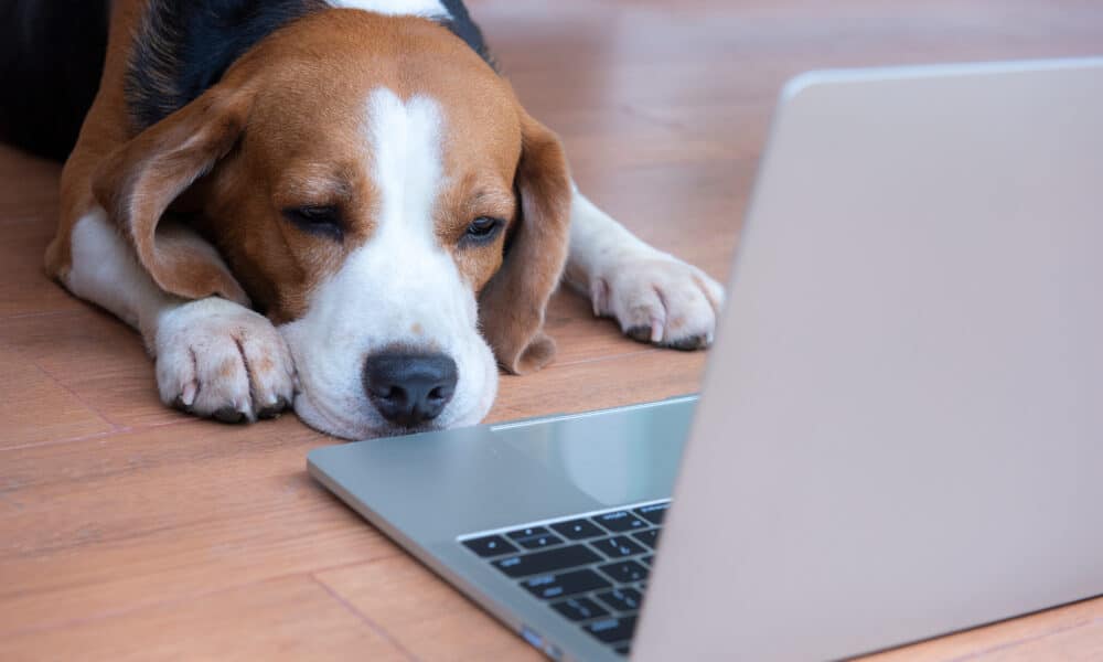 Beagle Dog Works In The Office At The Computer