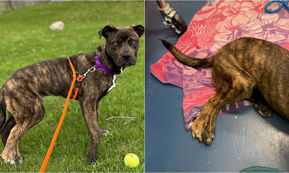 Five-legged Puppy From The Wisconsin Humane Society Finds Forever Home