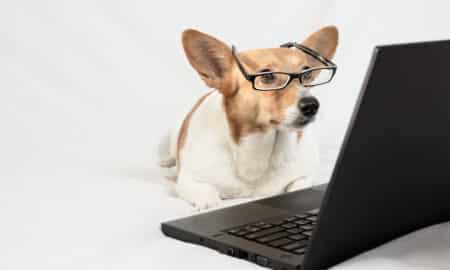 Cardigan Welsh Corgi Wearing Glasses And Looking At Laptop