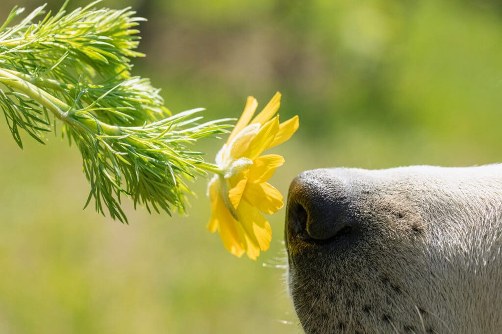 Close-Up Of Dog Sniffing Flower