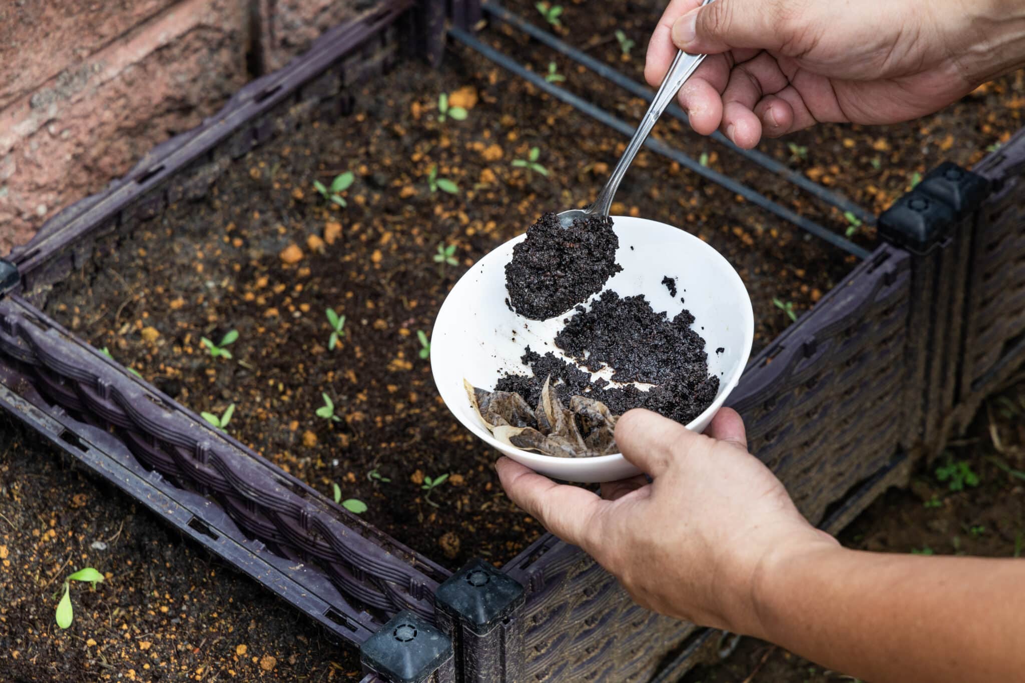 7 Safe And Dog-friendly Snail Bait Alternatives - The Dogington Post