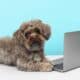 Cute Maltipoo Dog With Laptop On Light Blue Background