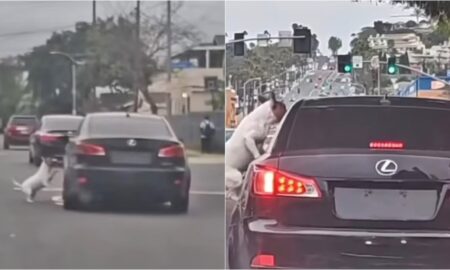 Dog Abandoned On The Road, Chasing Its Owner'S Car
