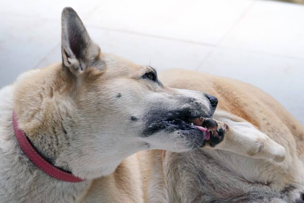 Dog Excessively Licking Paws, A Symptom Of Seasonal Allergies In Dogs