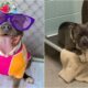 Dog Who Yearns For A Forever Home Is Losing His Spunky Personality