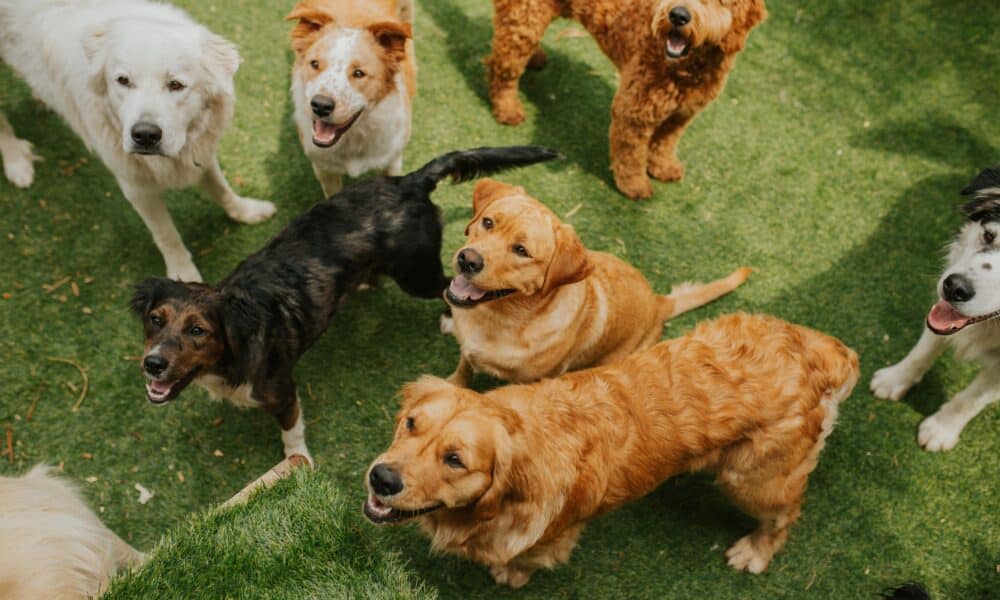 Dogs At Doggy Day Care Playing