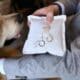 Groom Takes Wedding Rings From The Dog