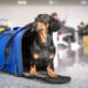 Obedient Dachshund Dog Sits In Blue Pet Carrier In Public Place And Waits The Owner