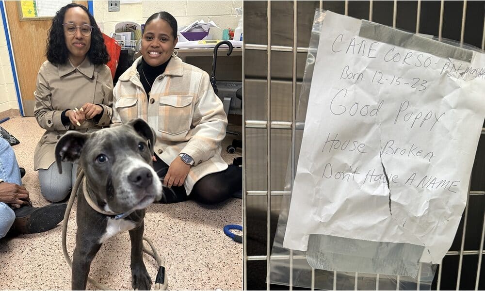 Puppy Abandoned With A Note Finds Forever Home