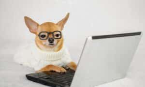 Smart Dog In Glasses With His Laptop